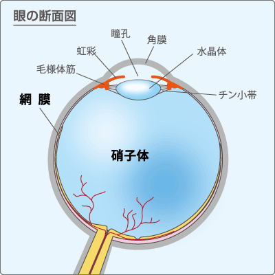 網膜硝子体図